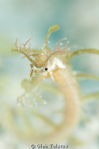 Strange piperfish by Gleb Tolstov 